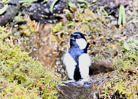 シジュウカラ7491