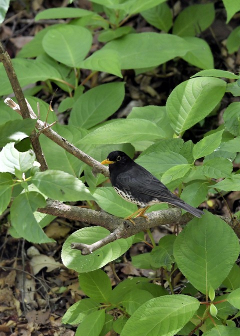 クロツグミ♂6041