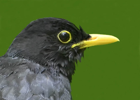 クロツグミ♂0001