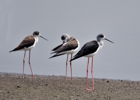 セイタカシギ♂8010