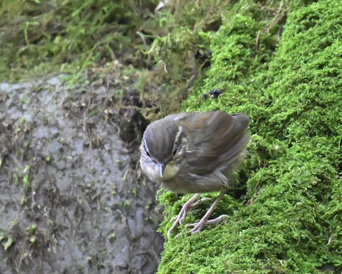 ヤブサメ幼鳥4905