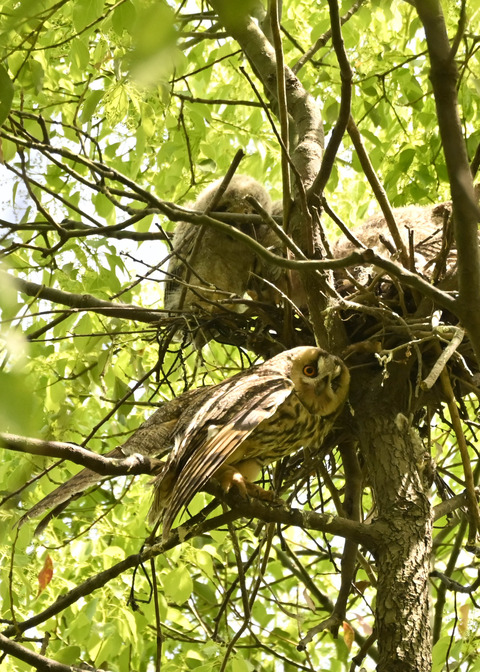 トラフズク♀2560