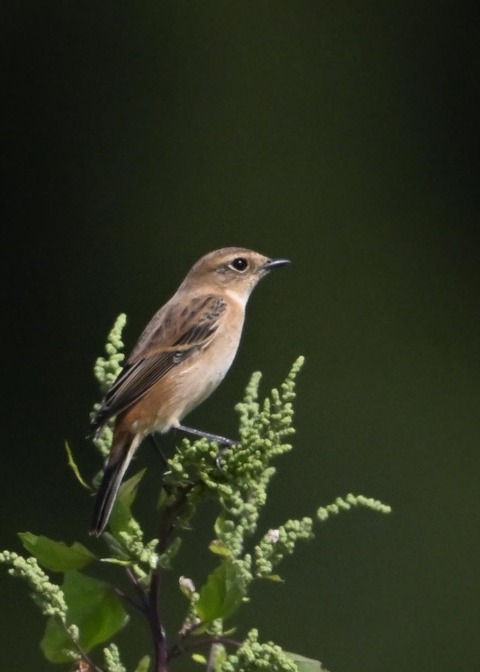ノビタキ♀1132