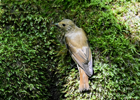 オオルリ♀3248