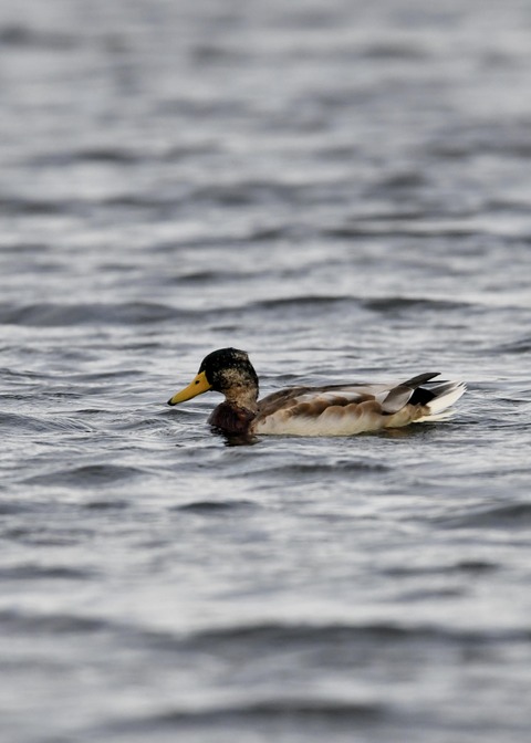 マガモ♂エクリプス1775