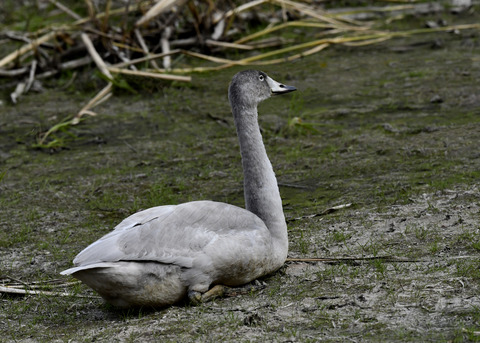 オオハクチョウ3492