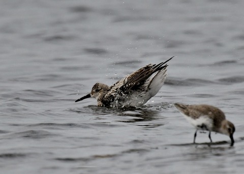 水浴び・オバシギ幼鳥4565