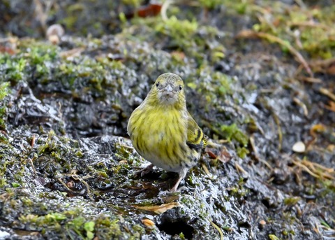 マヒワ♀0631