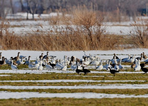 ハクガン8239 - コピー