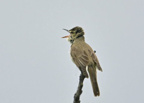 オオヨシキリ1899