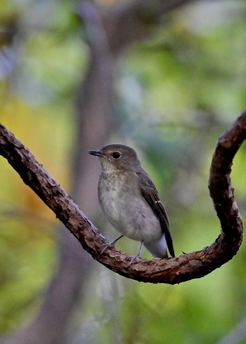 キビタキ♀6126