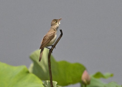 オオヨシキリ1824