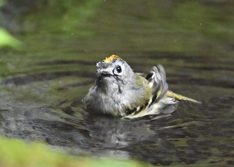 キクイタダキ♂1159