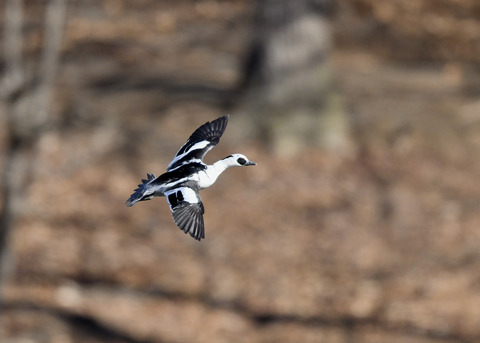 ミコアイサ♂8516