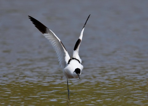 ソリハシセイタカシギ8432