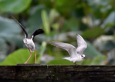 クロハラアジサシ2927