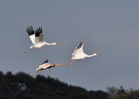 飛ぶ・ソデグロヅル8239