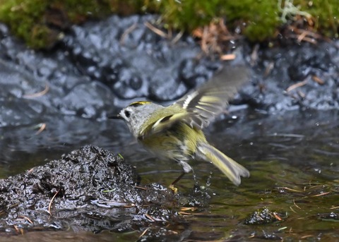 キクイタダキ♀1046