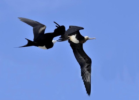 オオグンカンドリ8566