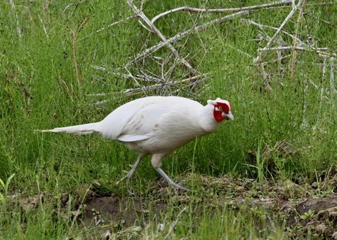 キジ♂白化1064