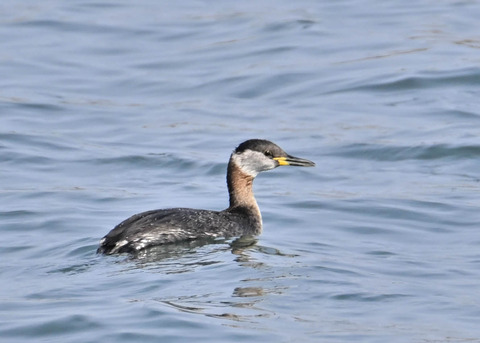 ｱｶｴﾘｶｲﾂﾌﾞﾘ8659