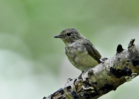 キビタキ幼鳥4993