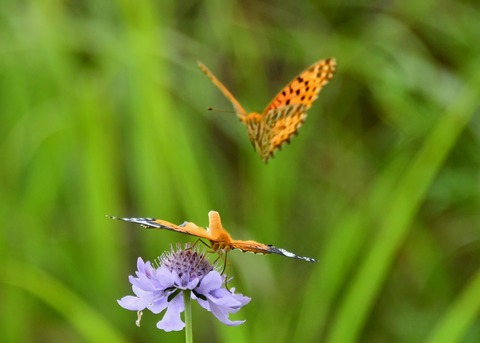 ツマグロヒョウモン2971