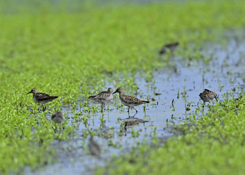 ウズラシギ夏羽後期0939