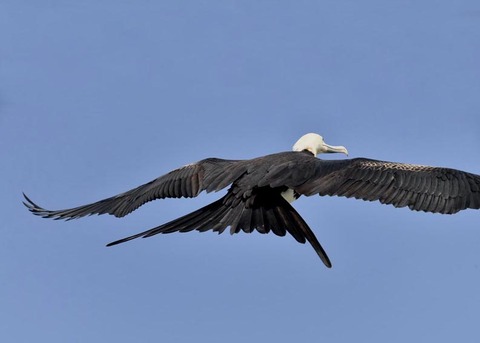 オオグンカンドリB3852