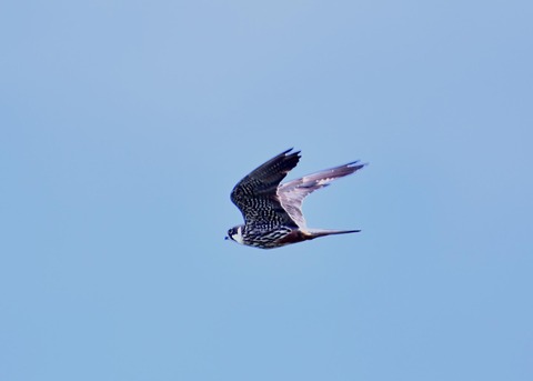 飛ぶ・チゴハヤブサ♂0957