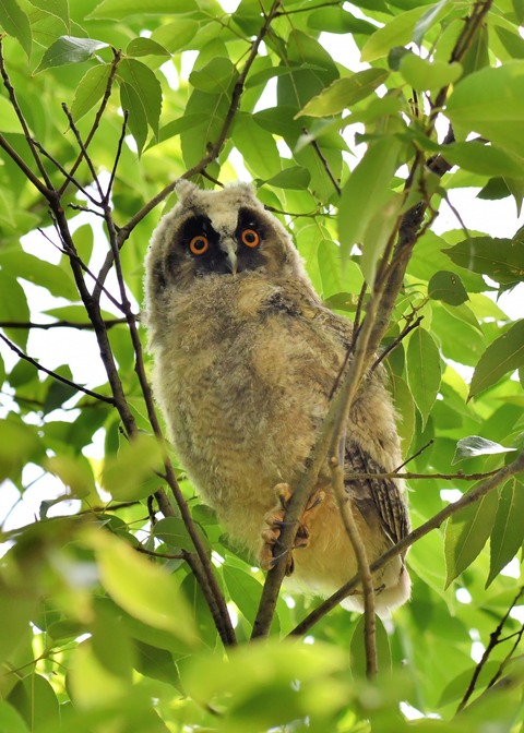 トラフズクのヒナ0547
