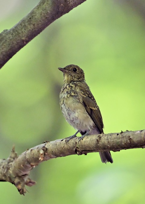 オオルリ♀幼鳥1401