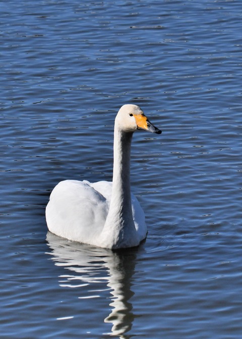 オオハクチョウ7414