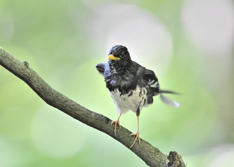 クロツグミ♂0379