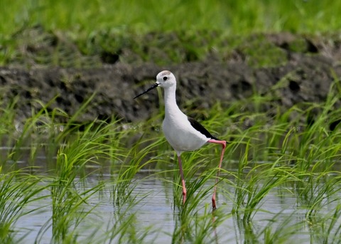 セイタカシギ9338