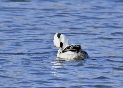 ミコアイサ♂4405