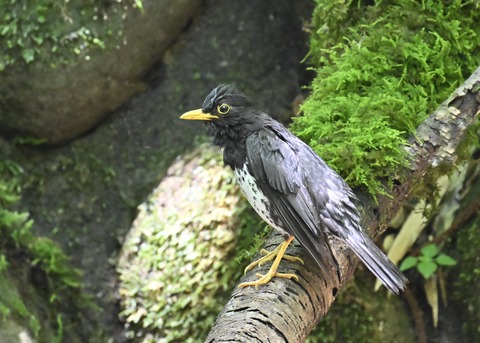 クロツグミ♂4401