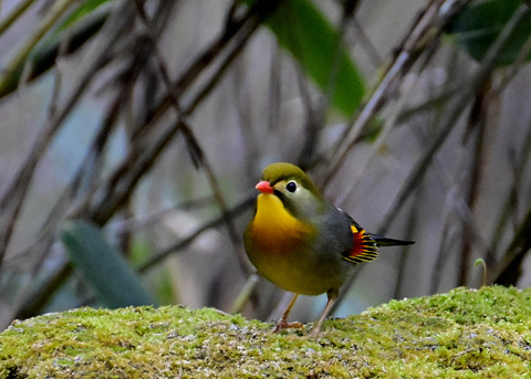 ソウシチョウ7219