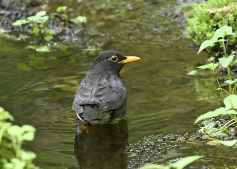 クロツグミ♂3474