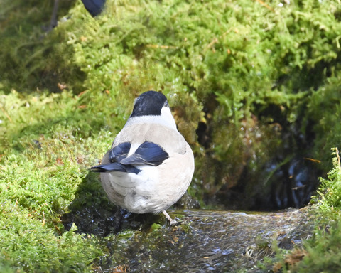 ウソ♀0549