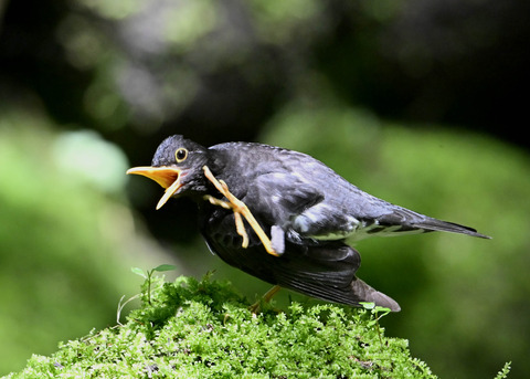 クロツグミ♂0136