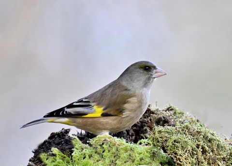 オオカワラヒワ7985