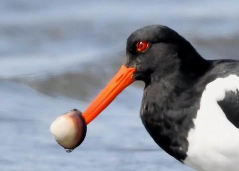 ミヤコドリ0000(0357)