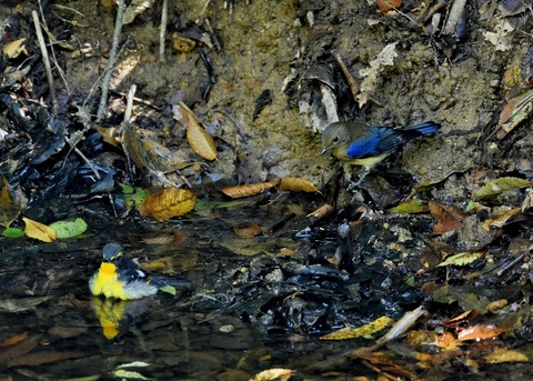 オオルリ♂若鳥1092