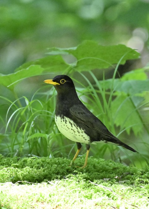 クロツグミ♂4514