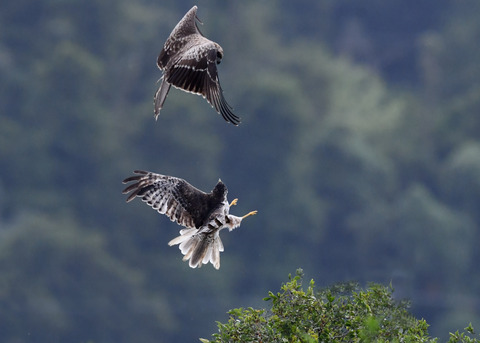 ズグロチュウヒ3325