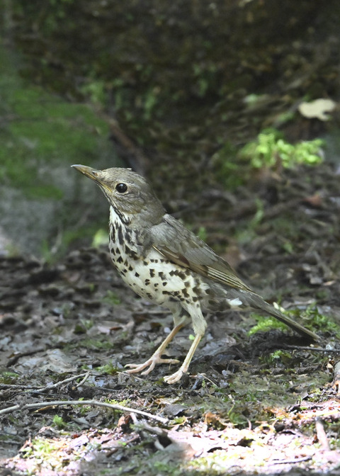 クロツグミ♀幼鳥3481