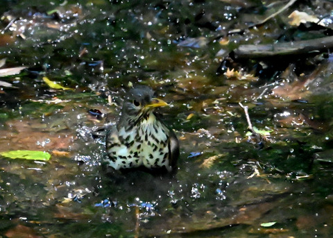 クロツグミ♀6805