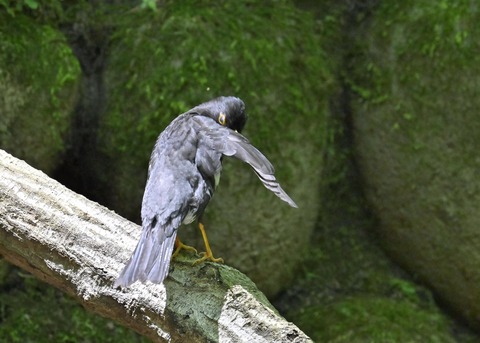 クロツグミ♂5656