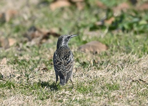 ホシムクドリ5749